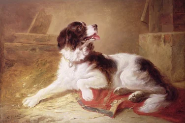 Porträt eines Spaniels